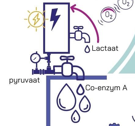 Oplader zet glucose om in pyruvaat, lactaat en co-enzym A.